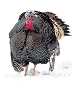 Merriam tom turkey