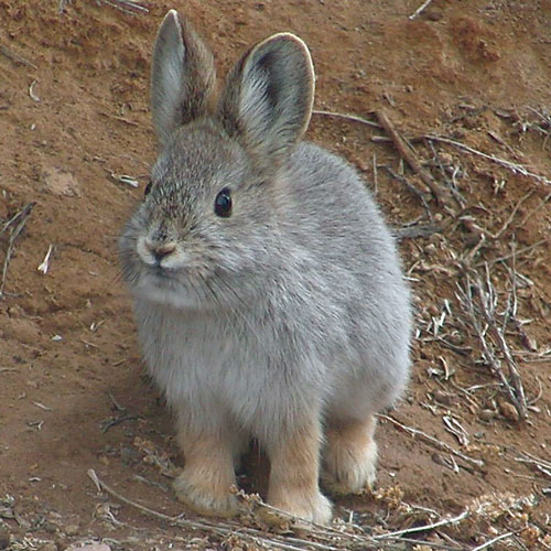 Pygmy rabbit / Photo by Beth Waterbury