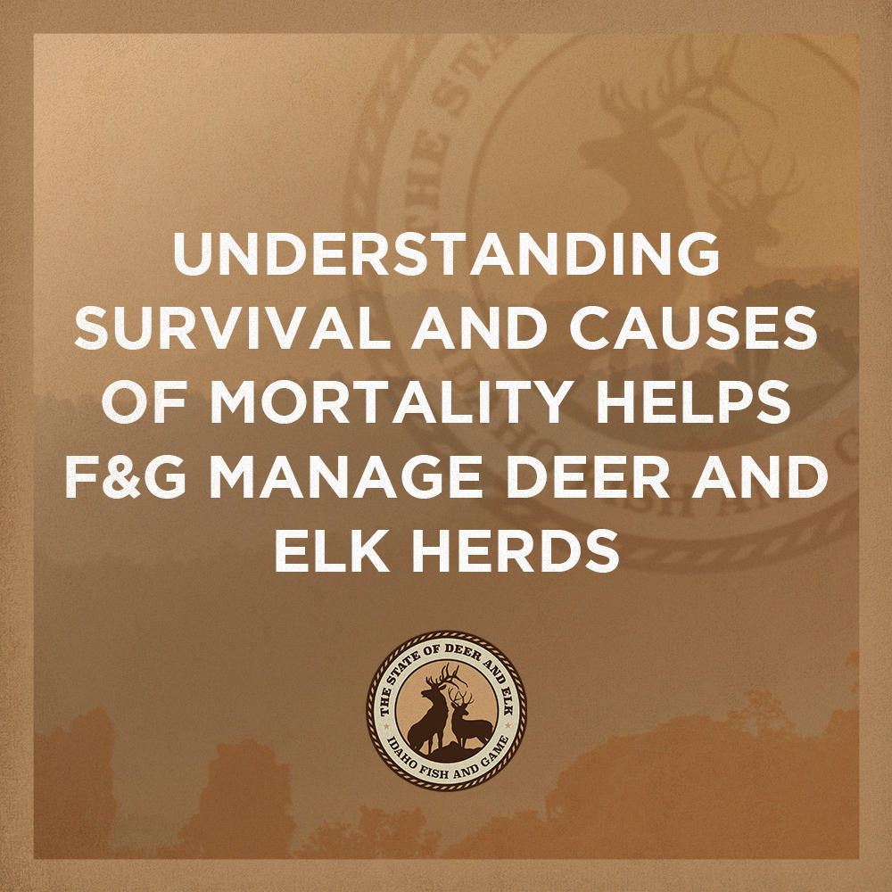 state_of_deer_elk_-_survival