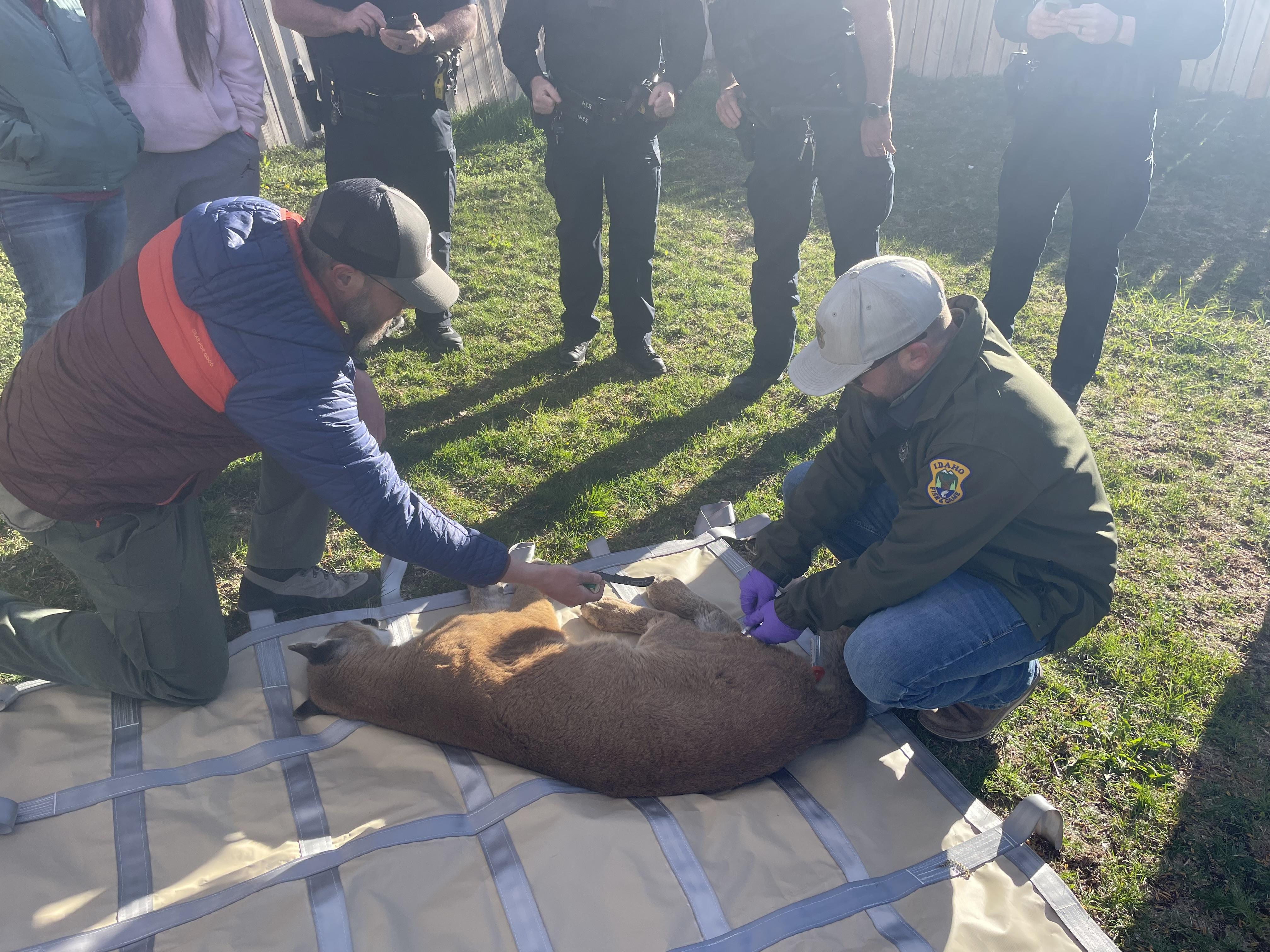 Two men with Idaho Fish and Game with sedated mountain lion on ground