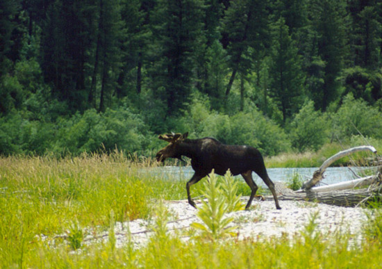 Moose rocky riverbank