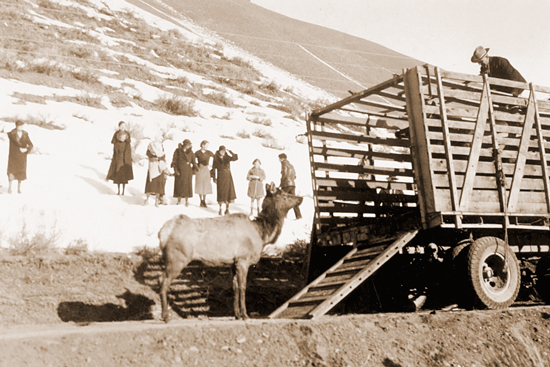 Elk transport