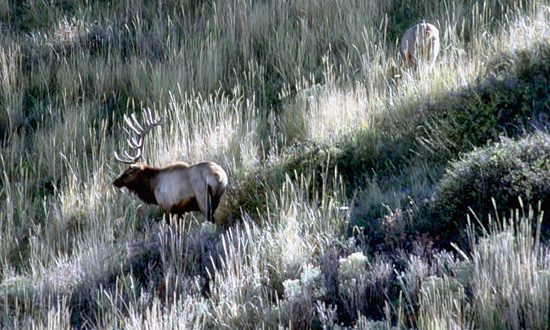 Hillside Elk