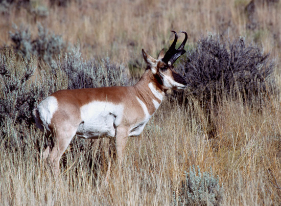 Pronghorn buck in sagebrush
