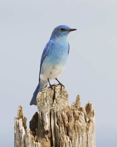 Mountain Bluebird © ShutterStock