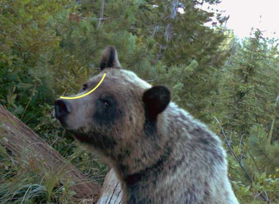 bear id profile