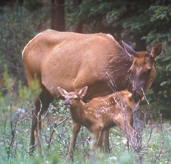elk cow and calf
