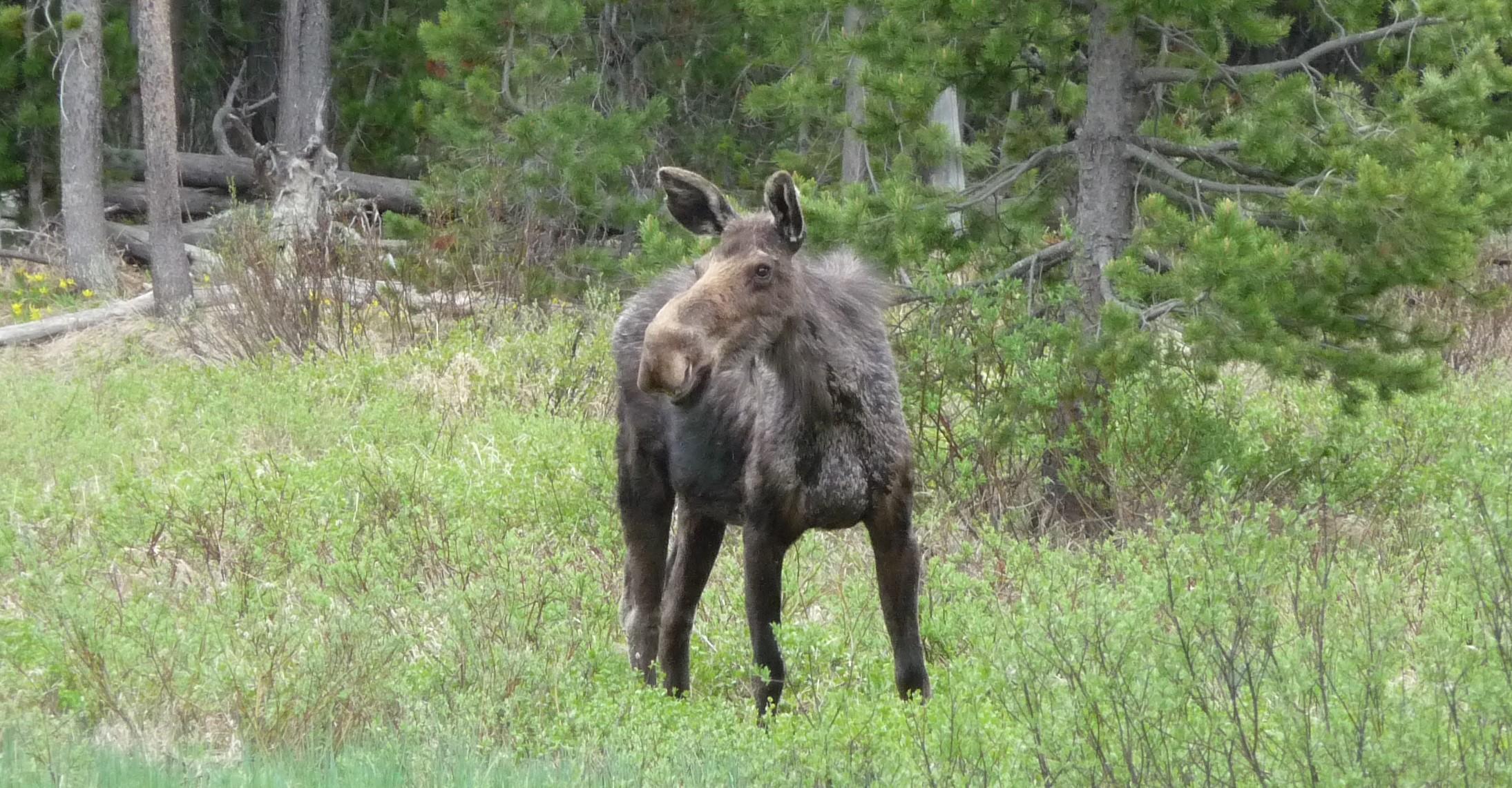 Raggedy Moose in a forest