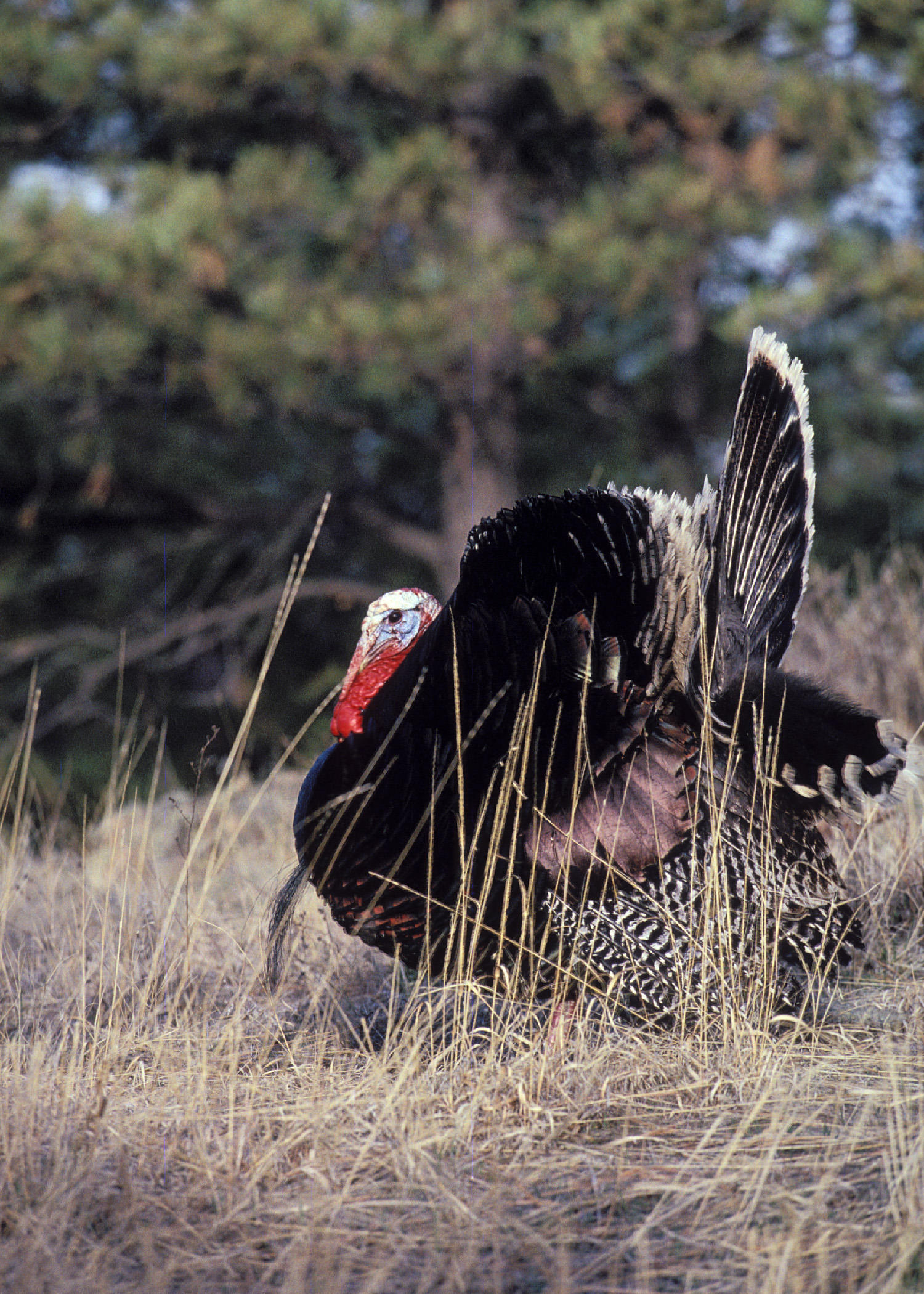 Farragut Wildlife Management Area WMA tom turkey