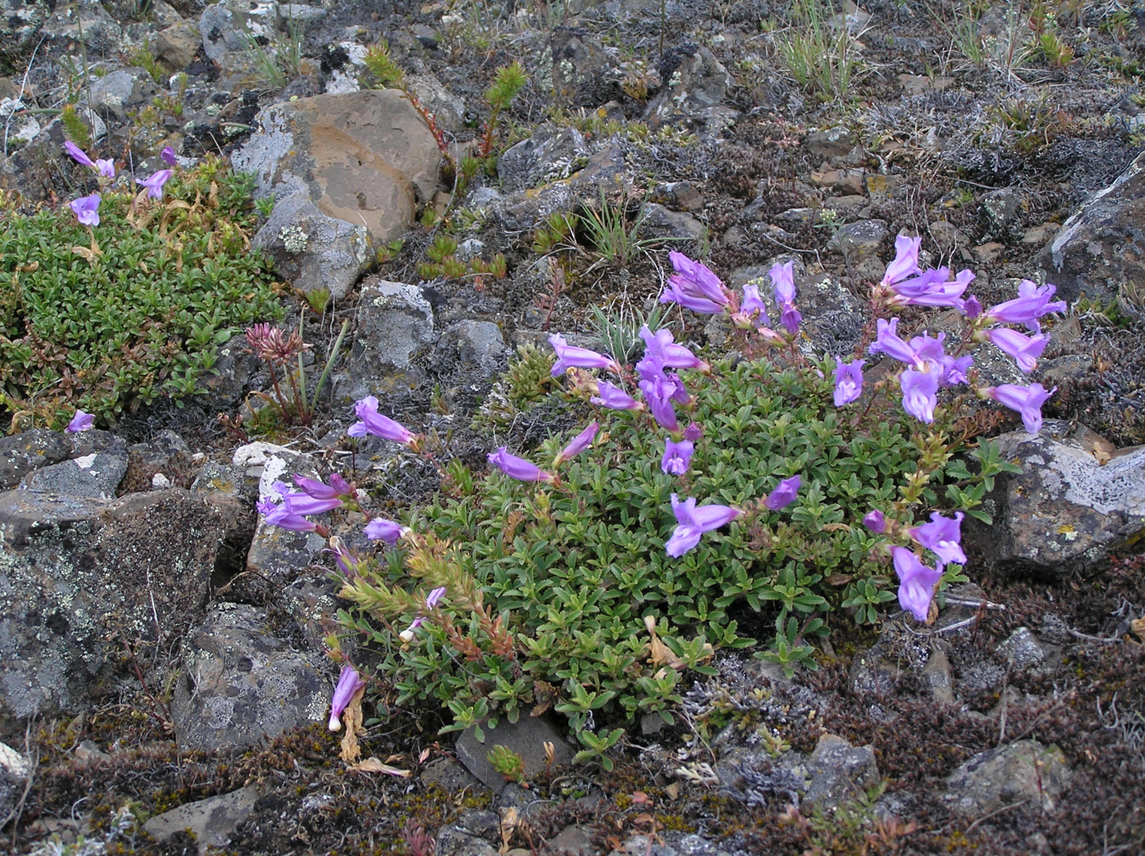 wildflowers growing in rocks 