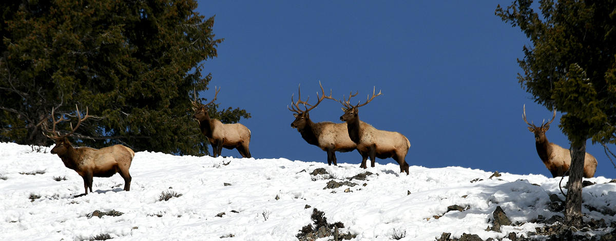 Bull Elk on  a snowy Ridgeline