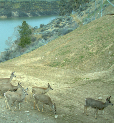 Deer using ID 21 underpass